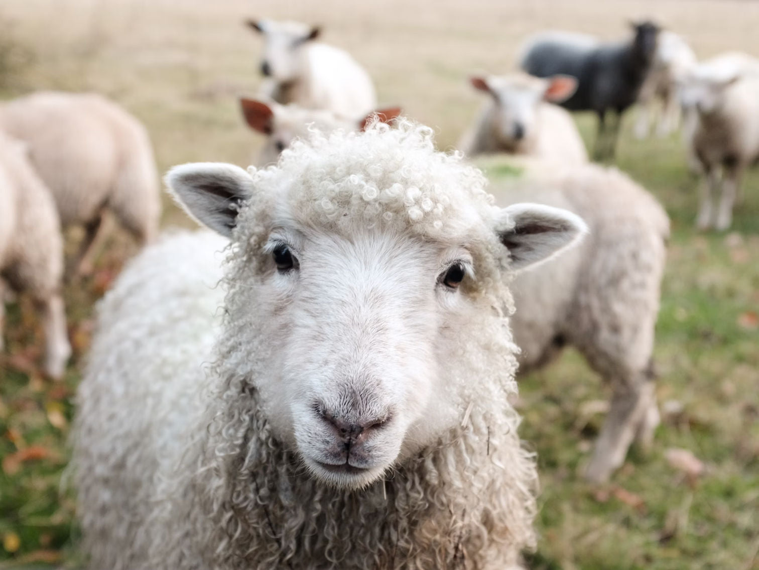 wool fabric from sheep on farm